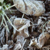 Frosted leaves