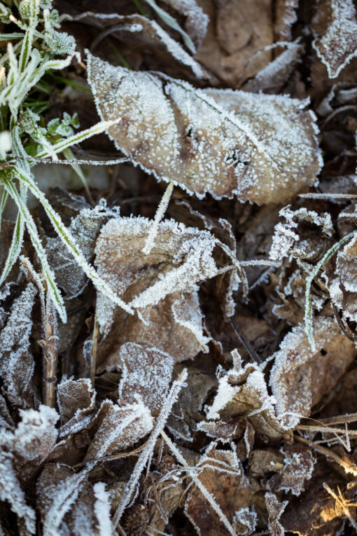 Frosted leaves