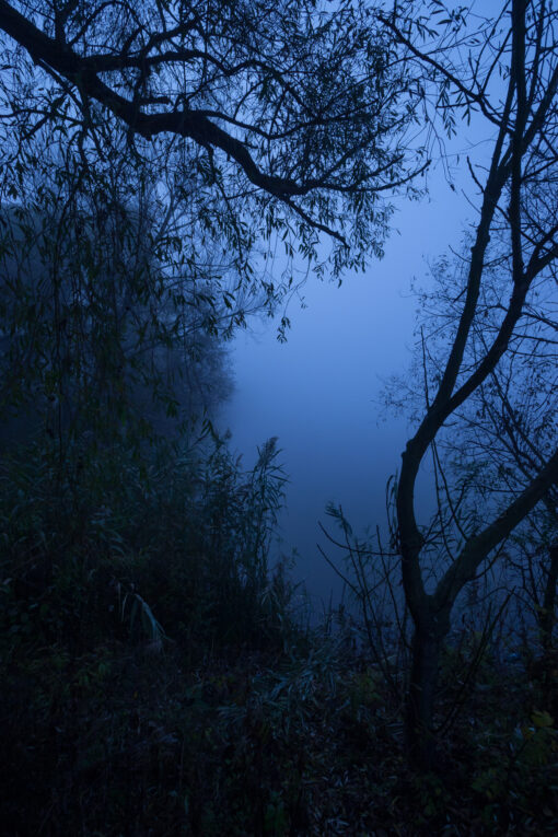 Blue morning by the pond