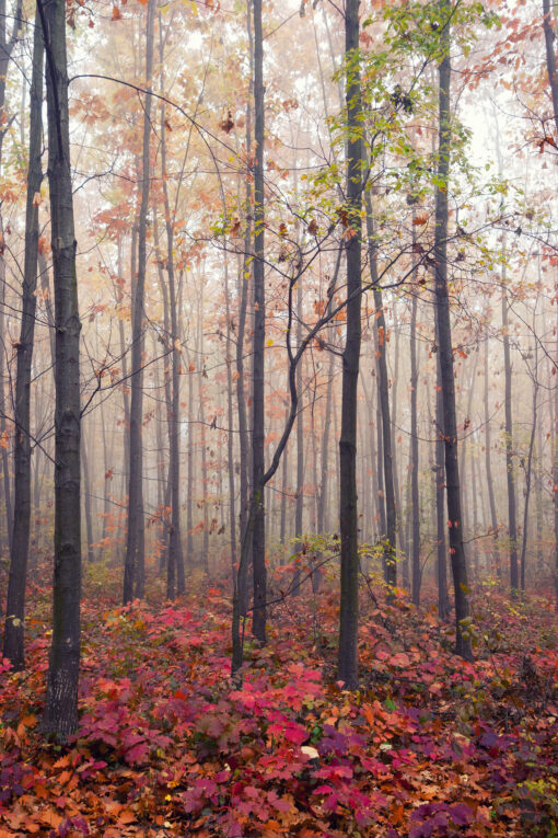 Forest floor covered in dead leaves