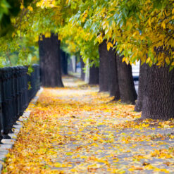 Sidewalk covered in yellow leaves