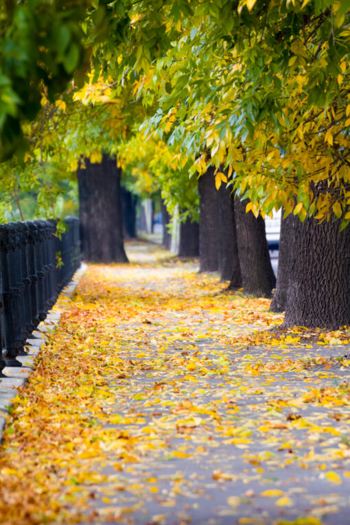 Sidewalk covered in yellow leaves