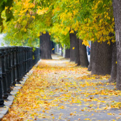 Autumn sidewalk with fallen leaves