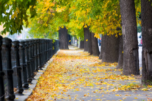 Autumn sidewalk with fallen leaves