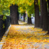 City street in fall