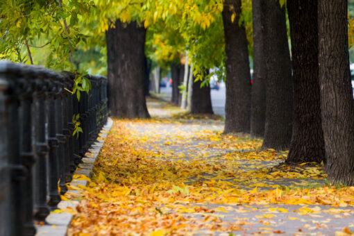 City street in fall