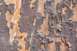 Old flaky paint on a wood background