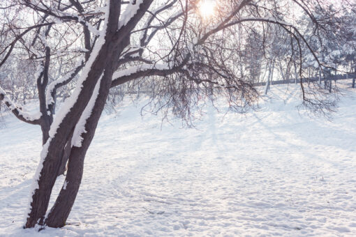 Park in winter