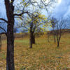 Orchard in autumn