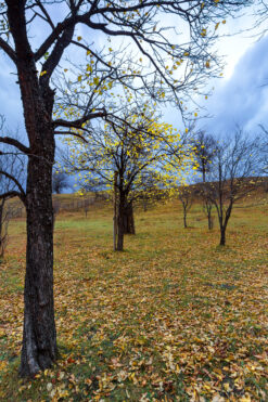 Orchard in autumn