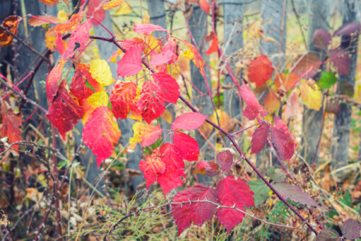 Fall colored leaves