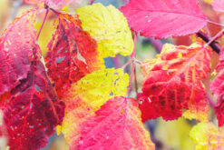 Leaves
