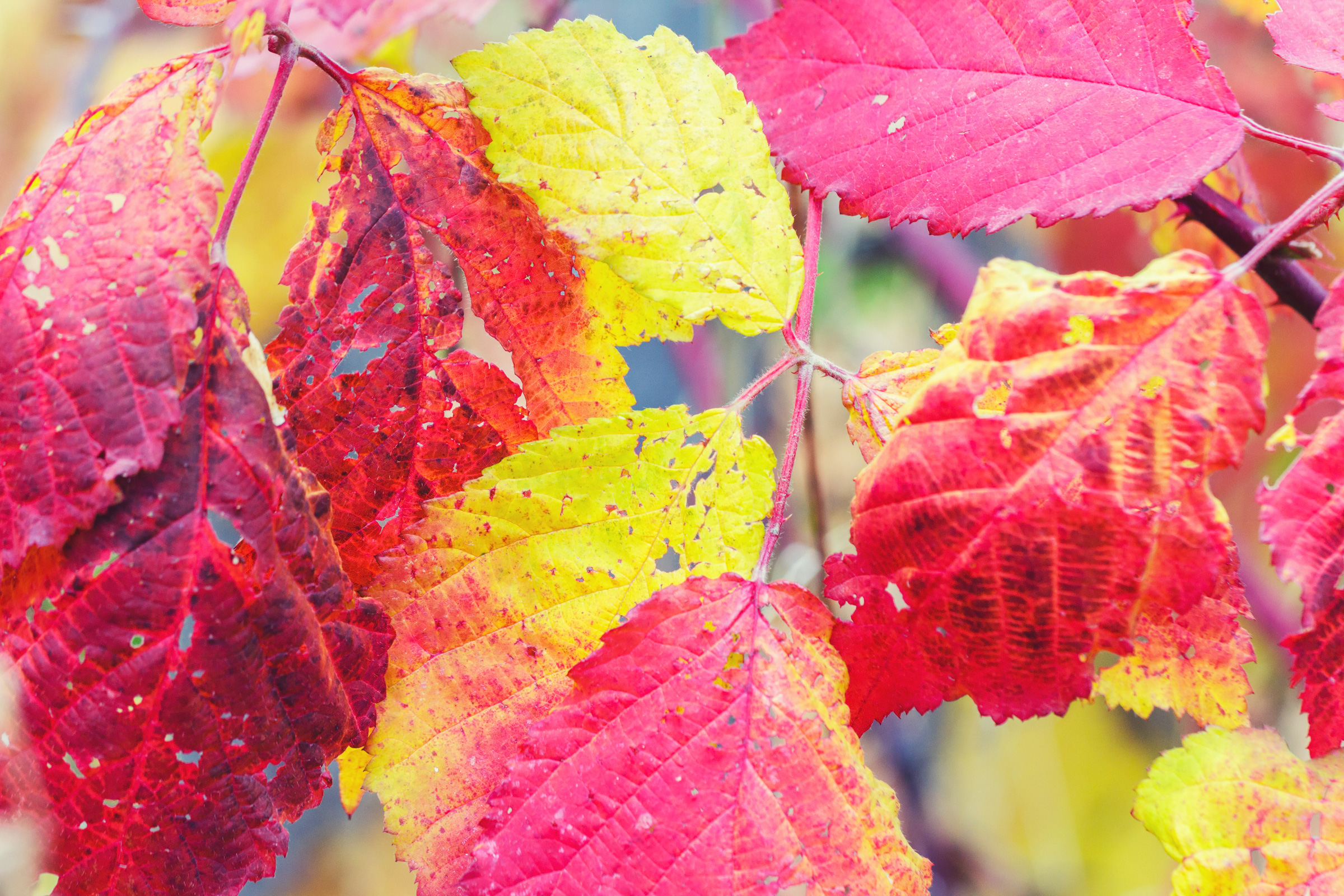 red-and-yellow-leaves-free-stock-photo-imagecarrier