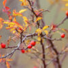 Rosehip