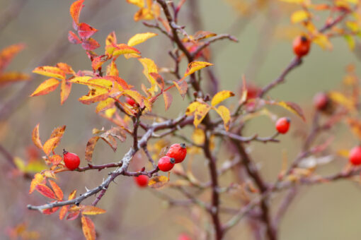 Rosehip