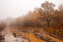 Forest road in autumn