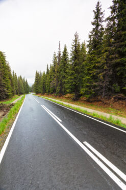 Road winding through forest