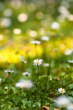 Flowers in the meadow