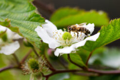 Bee on flower