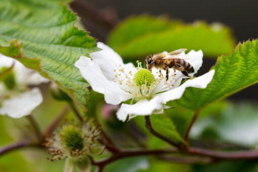 Bee on flower