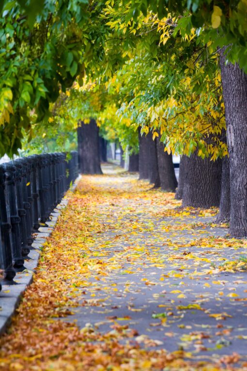 City street in fall