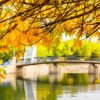 yellow canopy