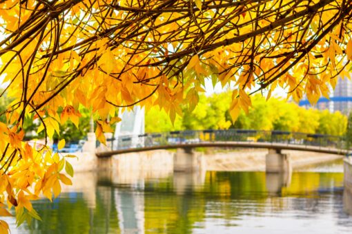 yellow canopy