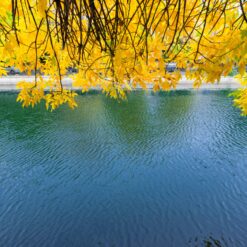 Bright yellow leaves