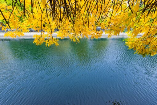 Bright yellow leaves