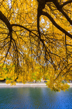 Yellow leaves umbrella