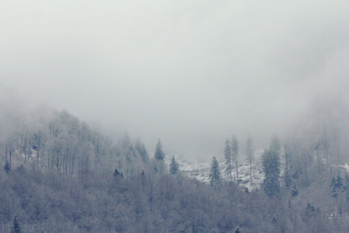 Forest in the clouds