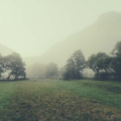 Meadow in morning fog