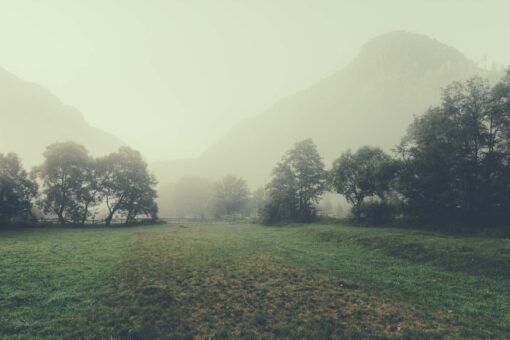 Meadow in morning fog