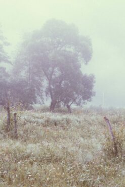 Misty meadows