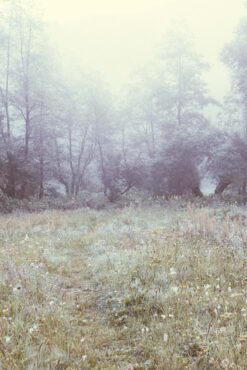 Morning in the meadow