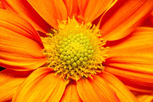 Gerbera detail