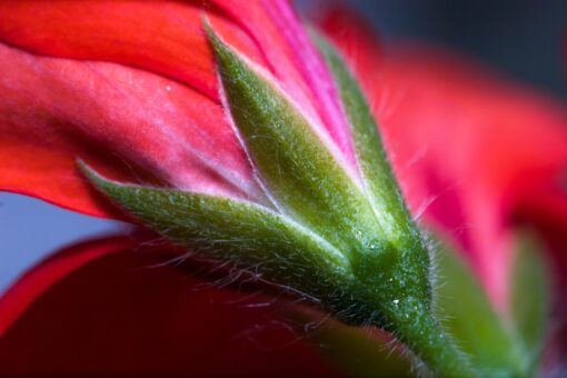 Close-up of a flower