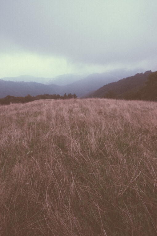 Grassland