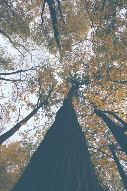 fall canopy