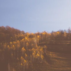 birch trees in late autumn