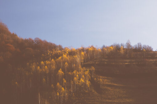 birch trees in late autumn