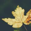 yellow leaf