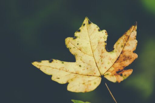 yellow leaf