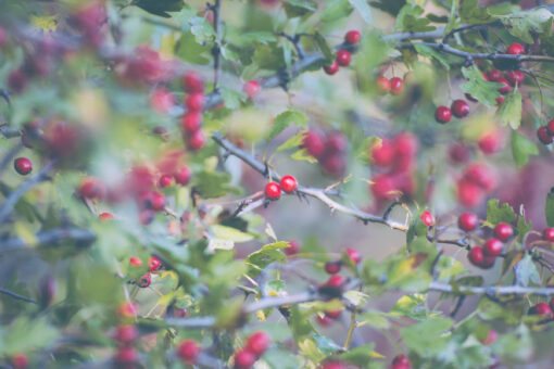 hawthorn