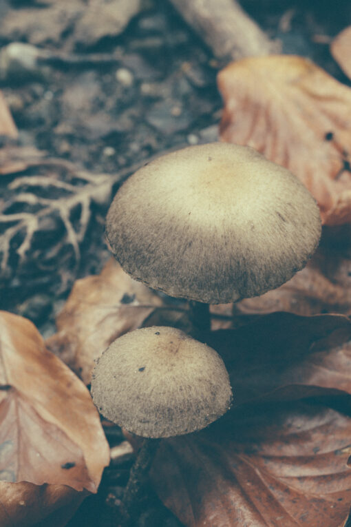 mushroom