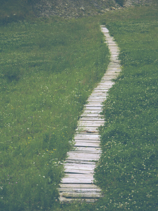 Footpath in a meadow