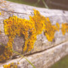 lichen