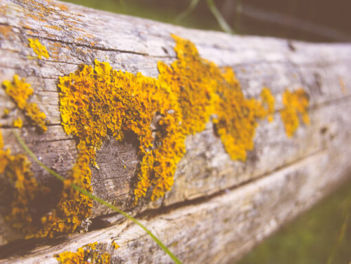 lichen