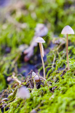 tiny mushroom