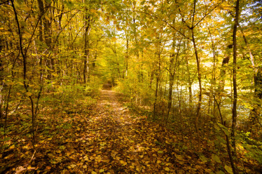 Autumn forest road